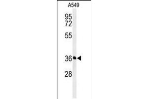 Western blot analysis of PAAF1 Antibody in A549 cell line lysates (35ug/lane) (PAAF1 Antikörper  (N-Term))