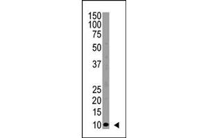 Image no. 1 for anti-Ubiquitin (Ubiquitin) (N-Term) antibody (ABIN356746) (Ubiquitin Antikörper  (N-Term))