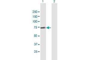 Western Blot analysis of FRS2 expression in transfected 293T cell line by FRS2 MaxPab polyclonal antibody. (FRS2 Antikörper  (AA 1-512))