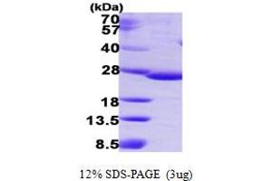 IdnK Protein (AA 1-187) (His tag)