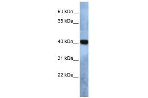 TMEM115 antibody used at 1 ug/ml to detect target protein. (TMEM115 Antikörper  (N-Term))