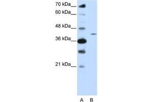 Western Blotting (WB) image for anti-Zinc Finger Protein 488 (ZNF488) antibody (ABIN2461999) (ZNF488 Antikörper)