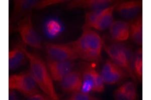 Immunofluorescence staining of methanol-fixed HeLa cells using Rel (Ab-503) Antibody (E021020, Red) (c-Rel Antikörper)