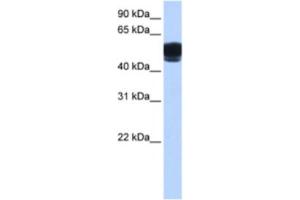 Western Blotting (WB) image for anti-Zinc Finger Protein 681 (ZNF681) antibody (ABIN2463453) (ZNF681 Antikörper)