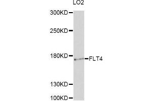 Western blot analysis of extracts of LO2 cells, using FLT4 antibody (ABIN5997738) at 1/1000 dilution. (FLT4 Antikörper)