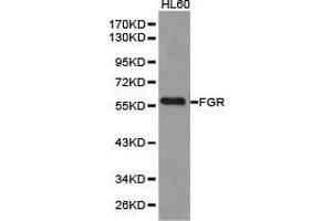 Western Blotting (WB) image for anti-Gardner-Rasheed Feline Sarcoma Viral (V-Fgr) Oncogene Homolog (FGR) antibody (ABIN1872692) (Fgr Antikörper)