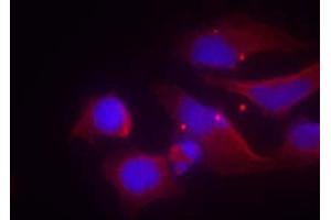 Immunofluorescence staining of methanol-fixed HeLa cells using NMDAR2B (phospho-Tyr1474) antibody (E011168, Red) (GRIN2B Antikörper  (pTyr1474))