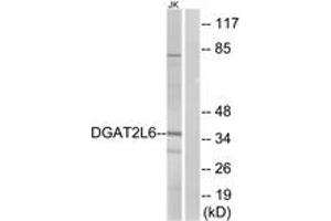Western Blotting (WB) image for anti-Diacylglycerol O-Acyltransferase 2-Like 6 (DGAT2L6) (AA 271-320) antibody (ABIN2890260) (DGAT2L6 Antikörper  (AA 271-320))