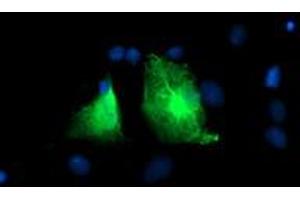 Anti-PFKP mouse monoclonal antibody (ABIN2455343) immunofluorescent staining of COS7 cells transiently transfected by pCMV6-ENTRY PFKP (RC200673). (PFKP Antikörper)