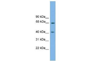 WB Suggested Anti-PLEKHO1 Antibody Titration:  0. (PLEKHO1 Antikörper  (N-Term))