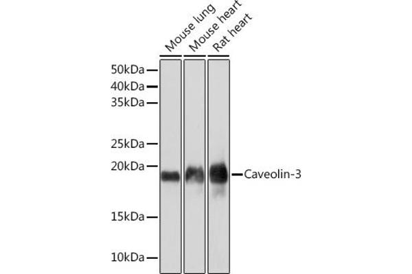 Caveolin 3 Antikörper