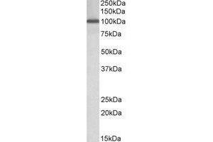 AP21281PU-N NUP107 antibody staining of Peripheral Blood Lymphocytes lysate at 1 µg/ml (35µg protein in RIPA buffer). (NUP107 Antikörper  (Internal Region))