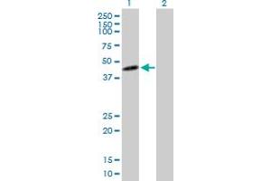 Western Blot analysis of IDO1 expression in transfected 293T cell line by IDO1 MaxPab polyclonal antibody. (IDO1 Antikörper  (AA 1-403))