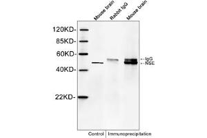 Western blot analysis of immunoprecipitates from mouse brain lysates. (ENO2/NSE Antikörper  (C-Term))
