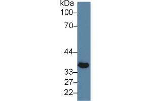 Western Blot; Sample: Mouse Skeletal muscle lysate; Primary Ab: 5µg/ml Rabbit Anti-Mouse KLb Antibody Second Ab: 0. (Klotho beta Antikörper  (AA 846-965))