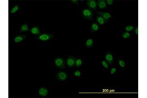 Immunofluorescence (IF) image for anti-Nuclear Receptor Subfamily 1, Group D, Member 1 (NR1D1) (AA 1-614) antibody (ABIN564127)