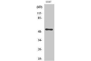 Western Blotting (WB) image for anti-Cell Division Cycle 37 Homolog (S. Cerevisiae) (CDC37) (Tyr593) antibody (ABIN3179944) (CDC37 Antikörper  (Tyr593))