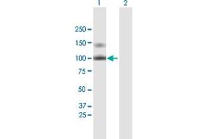 Western Blot analysis of LDLR expression in transfected 293T cell line by LDLR MaxPab polyclonal antibody. (LDLR Antikörper  (AA 1-860))