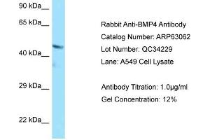 Western Blotting (WB) image for anti-Bone Morphogenetic Protein 4 (BMP4) (C-Term) antibody (ABIN970200) (BMP4 Antikörper  (C-Term))