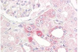 Anti-PAK1 antibody IHC staining of human kidney. (PAK1 Antikörper  (AA 165-214))