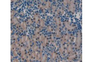 IHC-P analysis of Mouse Tissue, with DAB staining. (PRKDC Antikörper  (AA 3899-4128))