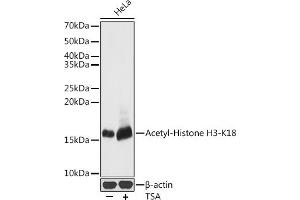 Western blot analysis of extracts of HeLa cells, using Acetyl-Histone H3-K18 antibody (ABIN7267668) at 1:500 dilution. (Histone 3 Antikörper  (H3K18))