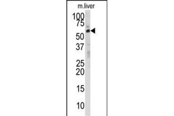 Seladin 1 Antikörper  (N-Term)