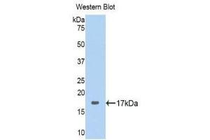 Western Blotting (WB) image for anti-Ribophorin 1 (RPN1) (AA 308-438) antibody (ABIN1860468) (RPN1 Antikörper  (AA 308-438))