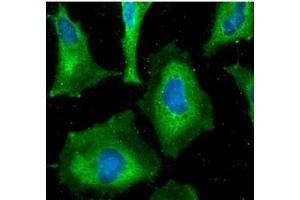 ICC/IF analysis of HAX1 in HeLa cells line, stained with DAPI (Blue) for nucleus staining and monoclonal anti-human HAX1 antibody (1:100) with goat anti-mouse IgG-Alexa fluor 488 conjugate (Green). (HAX1 Antikörper)