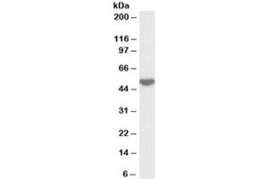 Western blot testing of human peripheral lymphocyte lysate with LSP1 antibody at 0. (LSP1 Antikörper)