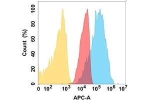 CD112 protein is highly expressed on the surface of Expi293 cell membrane. (PVRL2 Antikörper)