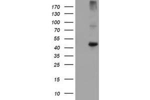 Image no. 1 for anti-Carboxypeptidase A1 (Pancreatic) (CPA1) antibody (ABIN1497592) (CPA1 Antikörper)