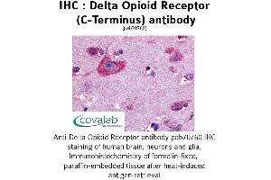 Image no. 1 for anti-Opioid Receptor, delta 1 (OPRD1) (C-Term) antibody (ABIN1733581) (OPRD1 Antikörper  (C-Term))