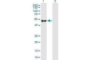 Western Blotting (WB) image for DOC2B 293T Cell Transient Overexpression Lysate(Denatured) (ABIN1334108)