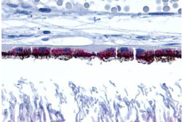 Peropsin Antikörper  (Cytoplasmic Domain)