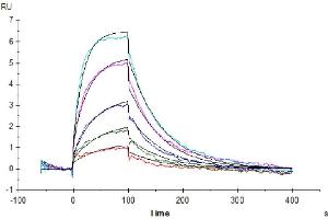 Surface Plasmon Resonance (SPR) image for Interleukin 13 Receptor, alpha 1 (IL13RA1) (AA 27-343) protein (Fc Tag) (ABIN7275027)