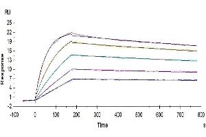 Surface Plasmon Resonance (SPR) image for IL-2 R beta & IL-2 R gamma (AA 27-240) protein (Fc Tag) (ABIN7275026)