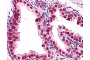 Anti-FOXA2 antibody IHC of human prostate. (FOXA2 Antikörper  (AA 453-463))