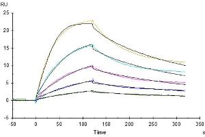 Surface Plasmon Resonance (SPR) image for IgG receptor FcRn (FcRn) (AA 22-297) protein (His tag) (ABIN7274677)