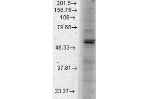Western Blot analysis of Monkey COS transient cell lysate showing detection of Kir2. (KCNJ2 Antikörper  (AA 41-64) (Atto 488))