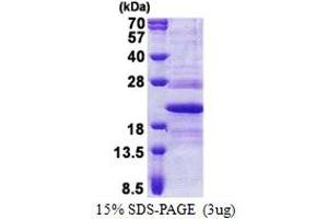 TMED10 Protein (AA 32-185) (His tag)