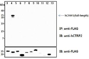 Immunoprecipitation (IP) analysis of the cell lysates from HEK293 cells transfected with empty vector or a panel of the FLAG-tagged CTRP family (full-length) followed by immunoblot analysis using anti-CTRP2 (human), pAb  antibody. (C1QTNF2 Antikörper)