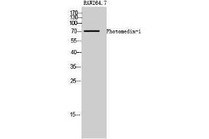 Western Blotting (WB) image for anti-Olfactomedin-Like 2A (OLFML2A) (Internal Region) antibody (ABIN3186427) (OLFML2A Antikörper  (Internal Region))