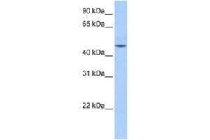 Western Blotting (WB) image for anti-DKFZp779O175 antibody (ABIN2463335) (DKFZp779O175 Antikörper)