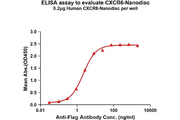 CXCR6 Protein