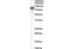 ABIN2562512 (1µg/ml) staining of Human Placenta lysate (35µg protein in RIPA buffer). (Ezrin Antikörper  (Internal Region))