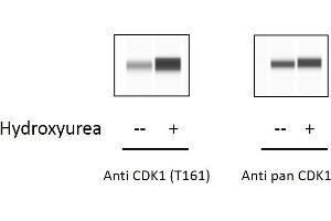 HeLa cells were treated or untreated with Hydroxyurea. (CDK1 ELISA Kit)