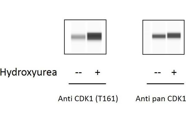 CDK1 ELISA Kit