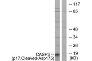 Western Blotting (WB) image for anti-Caspase 3 (CASP3) (AA 126-175), (Cleaved-Asp175) antibody (ABIN2891172) (Caspase 3 Antikörper  (Cleaved-Asp175))