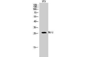 Western Blotting (WB) image for anti-B-Cell CLL/lymphoma 2 (BCL2) (Ser168), (Ser170) antibody (ABIN3183498) (Bcl-2 Antikörper  (Ser168, Ser170))